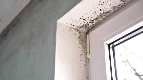 Best Black Mold Remediation in New City, NY