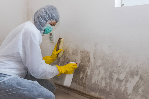 Best Emergency Mold Remediation in New City, NY
