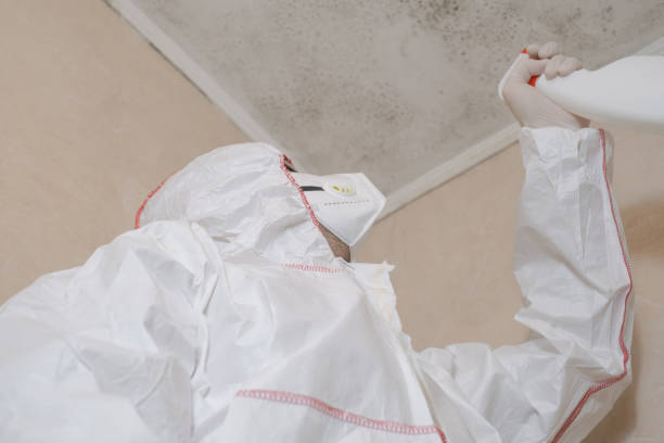 Best Insurance-Related Mold Remediation in New City, NY