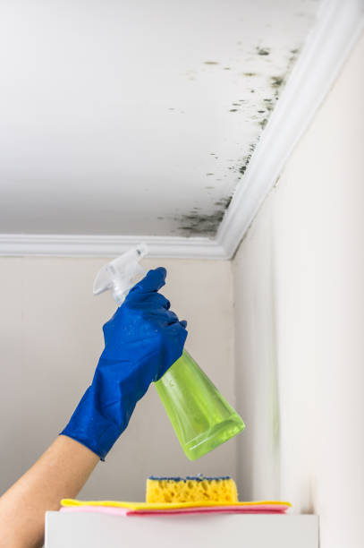 Best Attic Mold Remediation in New City, NY